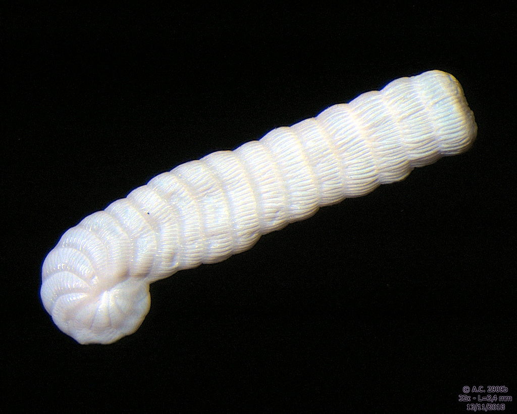 Foraminifre Spirolina arietina de Tikehau