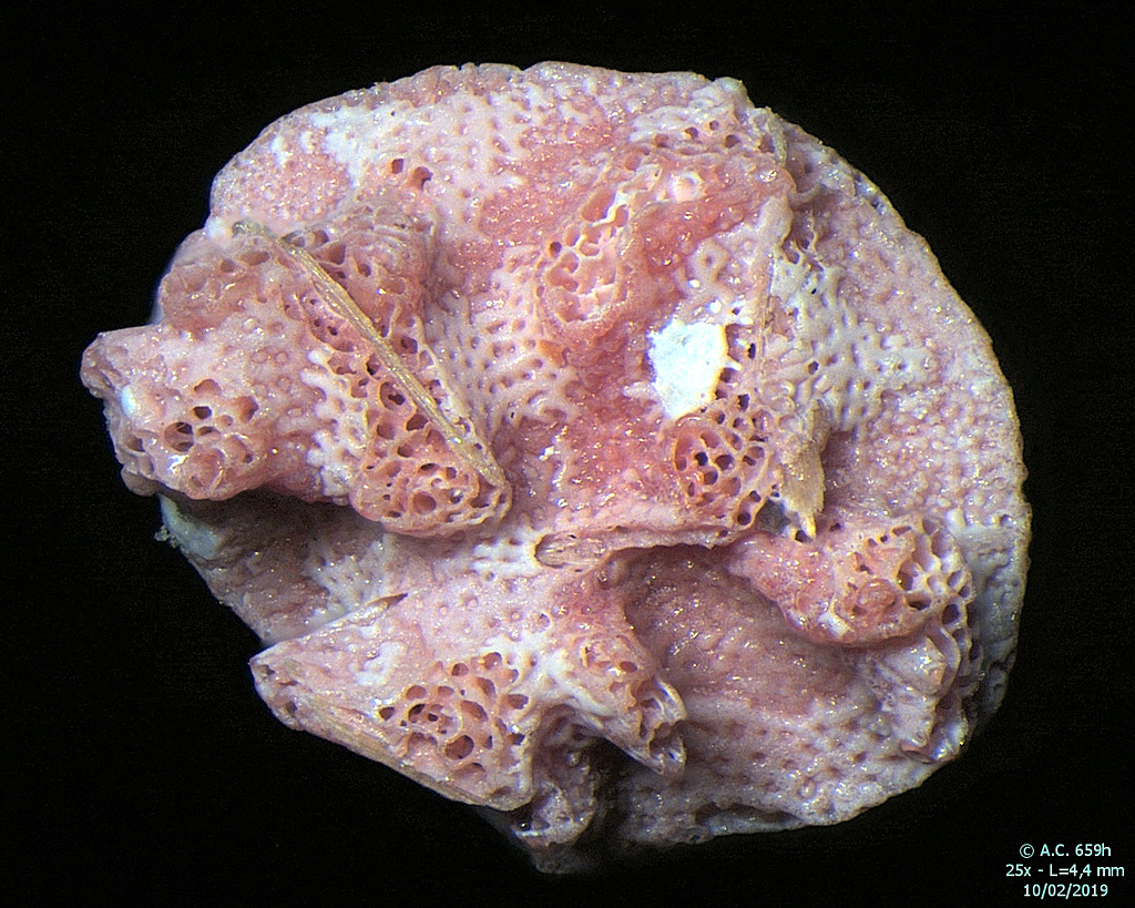 Sardaigne - Santa Lucia - Foraminifre Miniacina miniacea