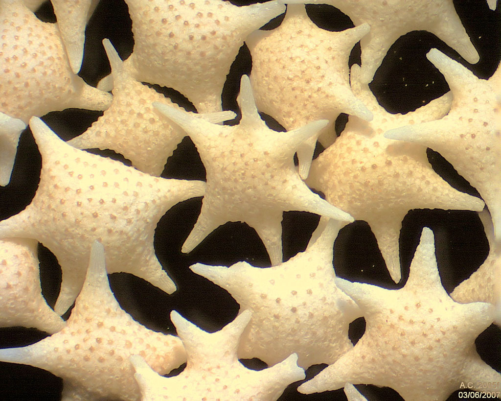 Japon - Île d'Hatoma - Star Sand - Grains triés : foraminifères Baculogypsina sphaerulata