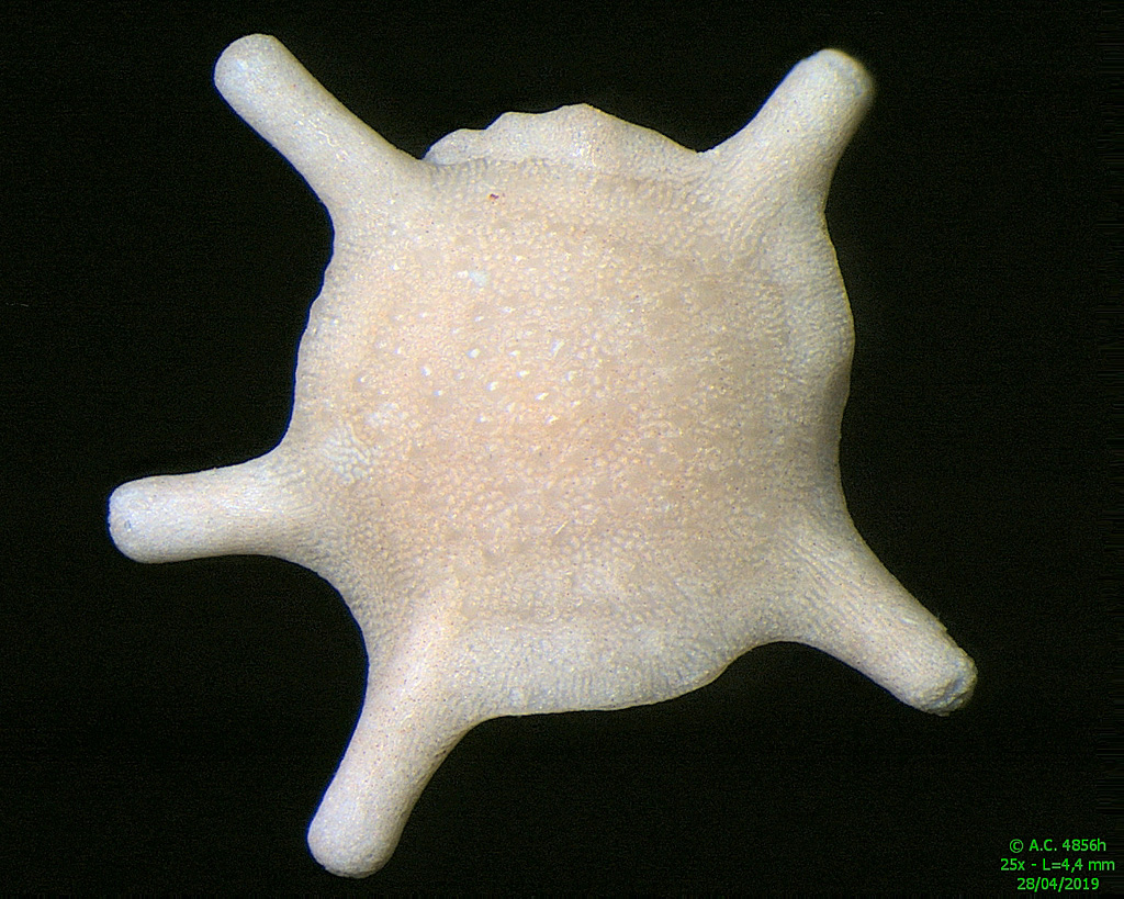 Foraminifère Calcarina spengleri de l'île de Selayar - Indonésie