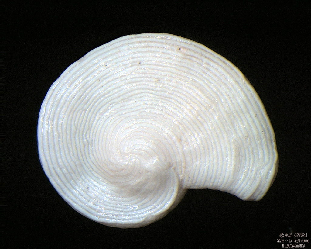 Foraminifère Archaias angulatus